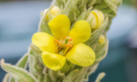 Königskerzen (Verbascum)