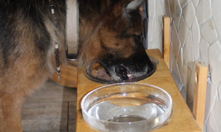 Wasser für den Hund