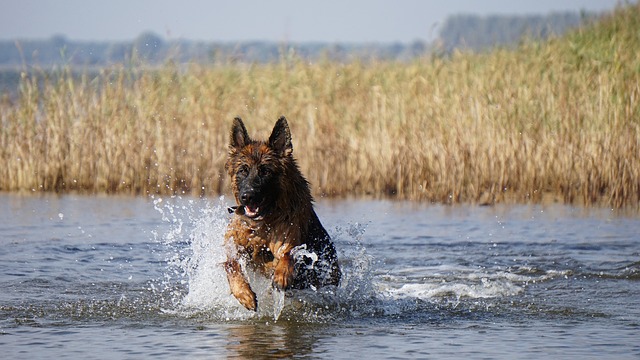 Urlaub mit Hund – Infos und Checkliste