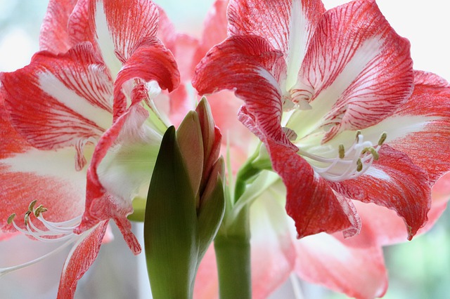 Pflanzenmagie: Amaryllis