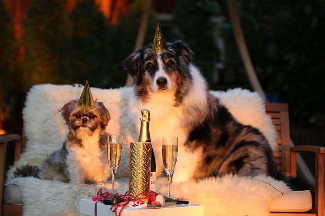 Keep Cool! – Mehr Gelassenheit für Hunde & ihre Menschen an Silvester