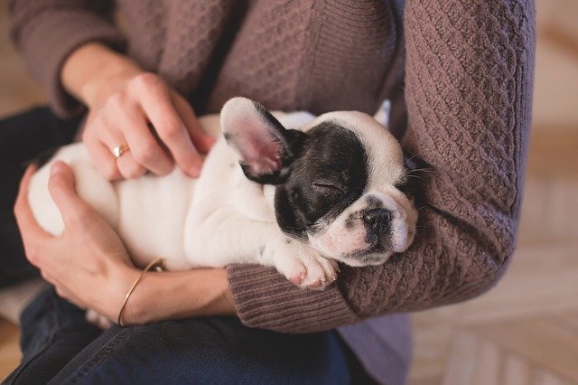 Meditation – gemeinsam mit dem Hund zur Ruhe kommen