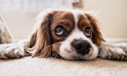 Wenn der Hund RÜCKEN hat
