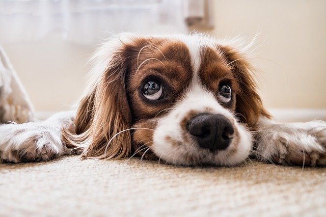 Wenn der Hund RÜCKEN hat