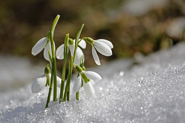 Pflanzenmagie: Schneeglöckchen