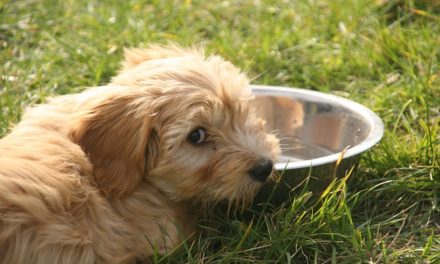 Gesundheitsspender für den Hund