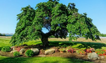 Elm – Bachblüten stellen sich vor!