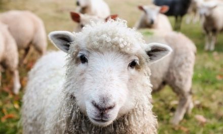 Himmlische Konstellationen im April im Widder