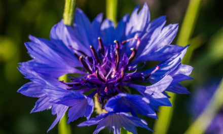 Die Kornblume (Centaurea cyanus)