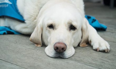 Schilddrüsen-Unterfunktion – Behandlungsansätze für Hunde