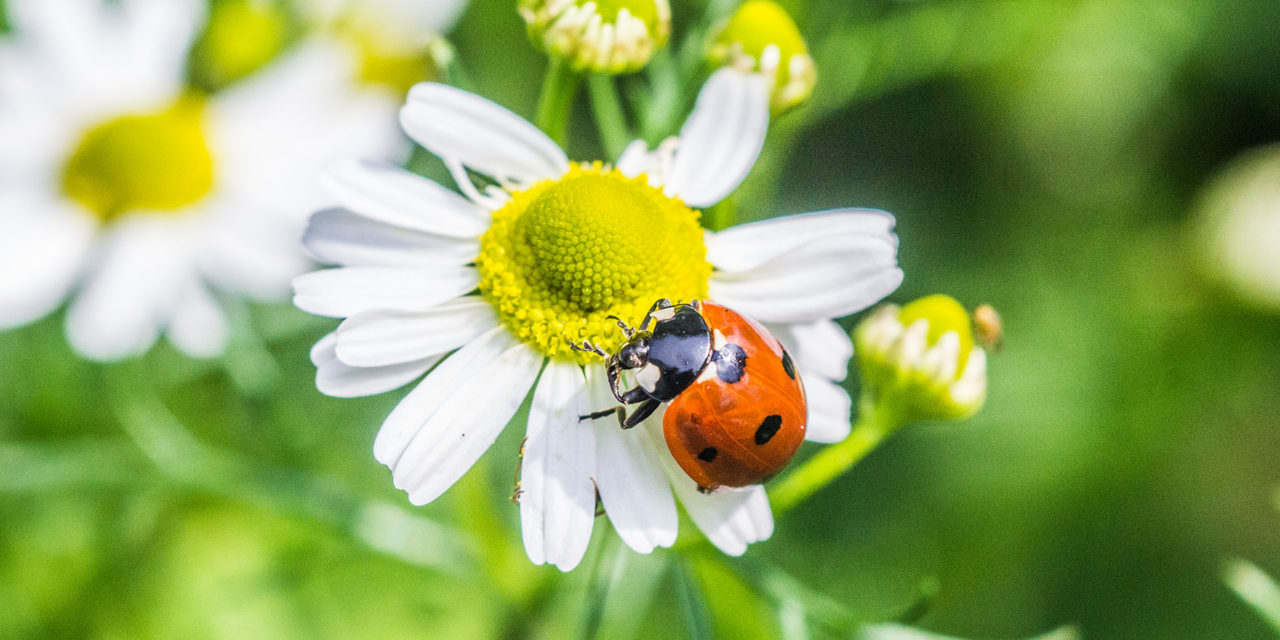 Die Kamille (Matricaria chamomilla L.) beginnt nun wieder in meinem Garten zu blühen…