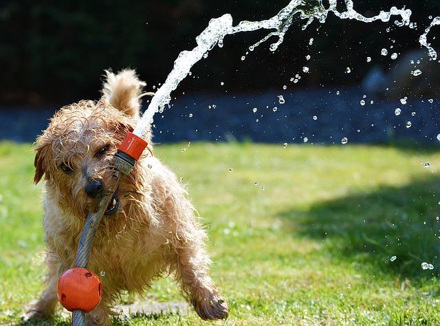 Tipps für ein glückliches Hundeleben bei Sommerhitze