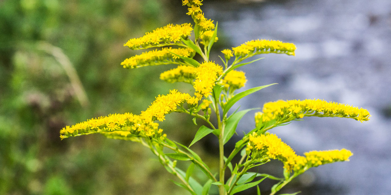 Die Goldrute (Solidago virgaurea)