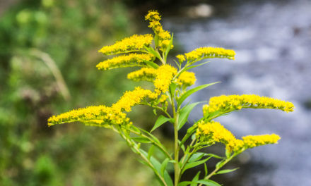 Die Goldrute (Solidago virgaurea)
