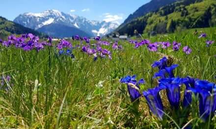 Bachblüten stellen sich vor – heute: Gentian