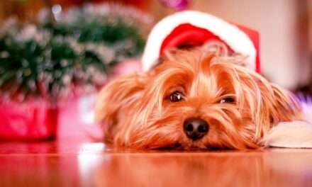 Weihnachtszeit mit Hund und Katze