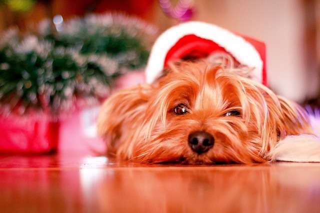 Weihnachtszeit mit Hund und Katze